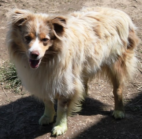 Mini Aussies Girls