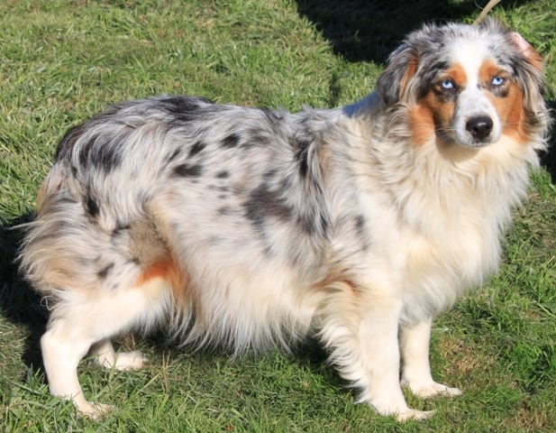 Mini Aussies Girls