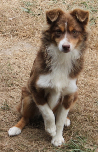 Mini Aussies Girls