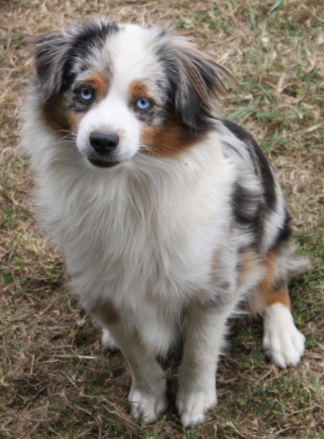 Mini Aussies Girls