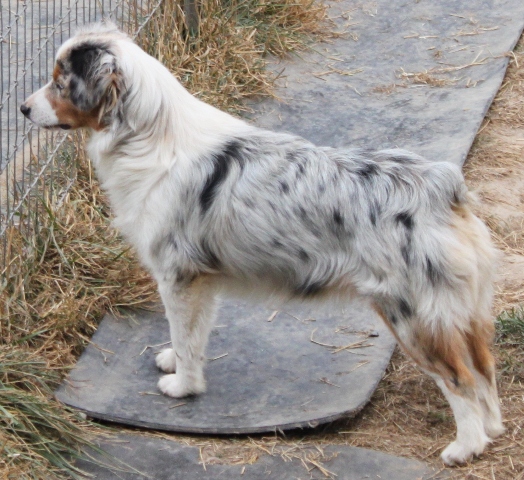 Mini Aussies Girls