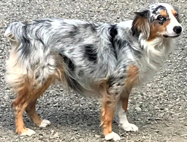 Mini Aussies Girls