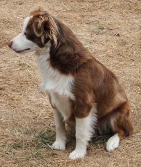 Mini Aussies Girls