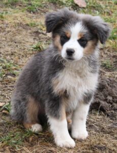 Mini Aussie Boys Smokey Valley Kennel