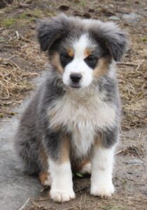 Mini Aussie Boys