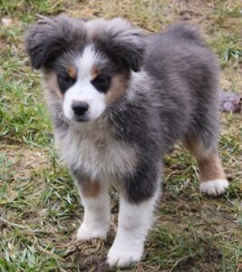 Mini Aussie Boys