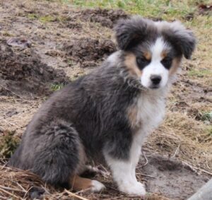 Mini Aussie Boys Smokey Valley Kennel