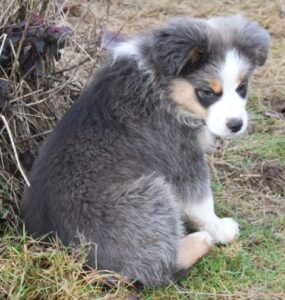 Mini Aussie Boys